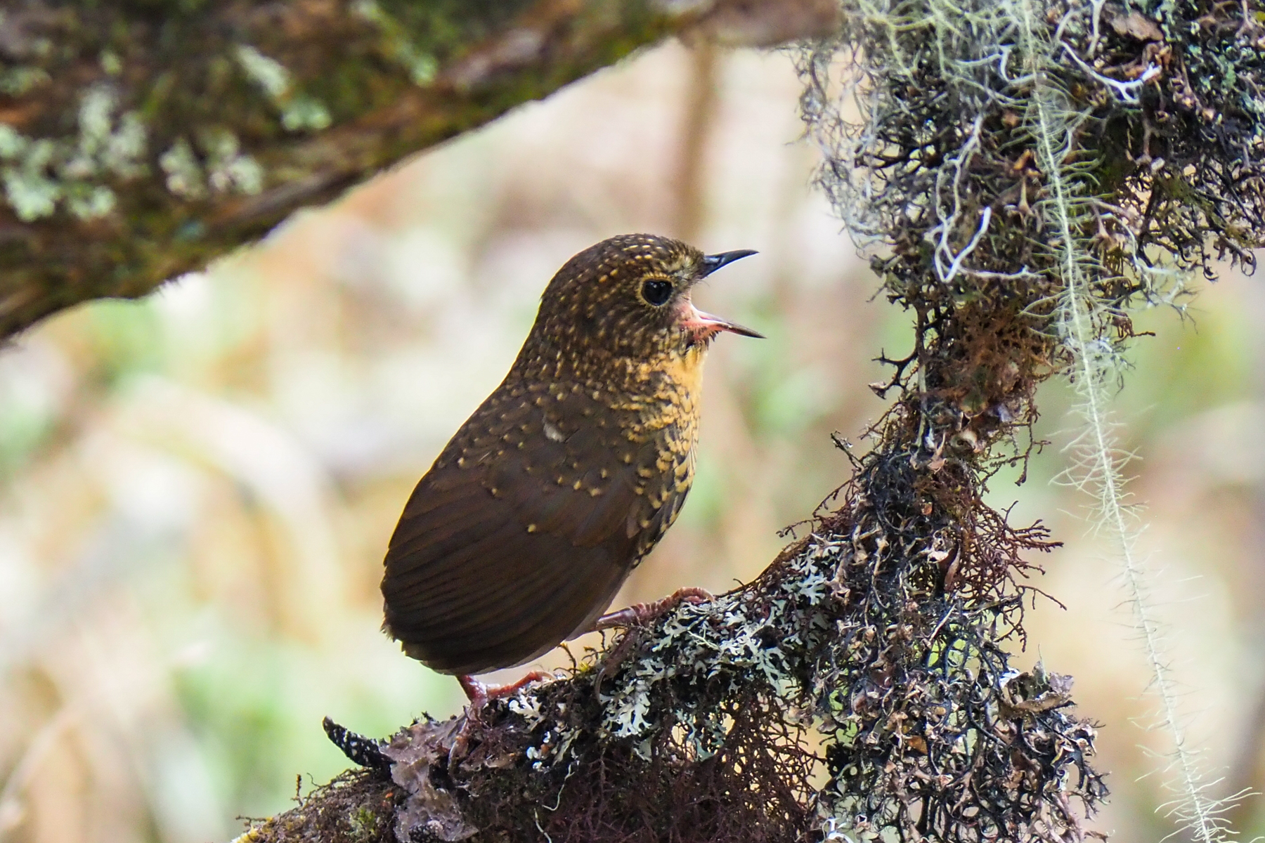 Scaly-breasted Cupwing (image by Dave Farrow)