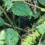 Sikkim Wedge-billed Babbler (image by Dave Farrow)