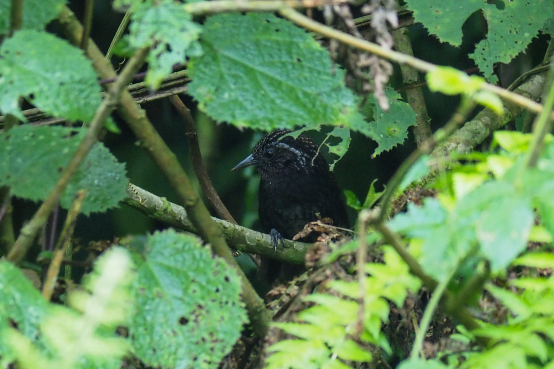 Sikkim Wedge-billed Babbler (image by Dave Farrow)