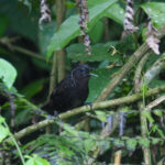 Sikkim Wedge-billed Babbler (image by Dave Farrow)