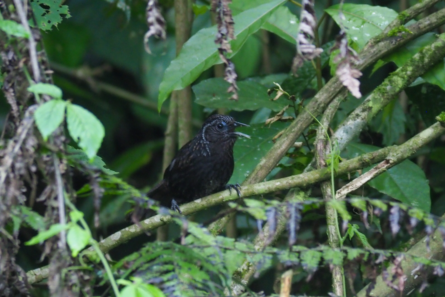 Sikkim Wedge-billed Babbler (image by Dave Farrow)
