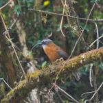 Slender-billed Scimitar Babbler (image by Dave Farrow)