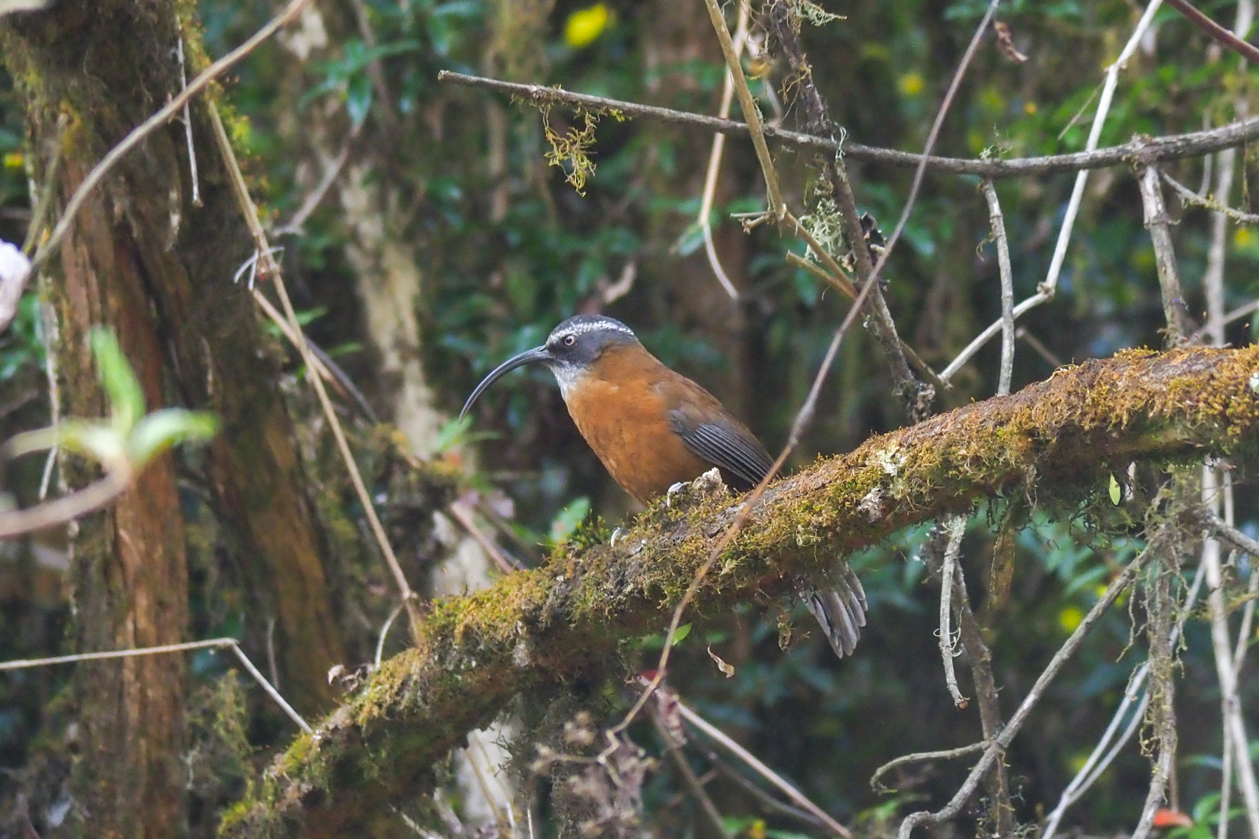Slender-billed Scimitar Babbler (image by Dave Farrow)