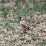 Small Snowfinch (image by Alec Gillespie)