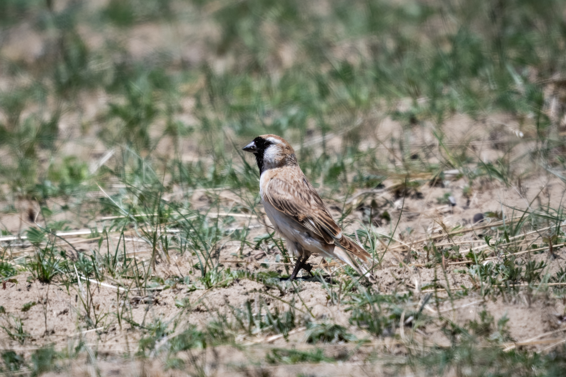 Small Snowfinch (image by Alec Gillespie)