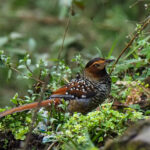Spotted Laughingthrush (image by Dave Farrow)