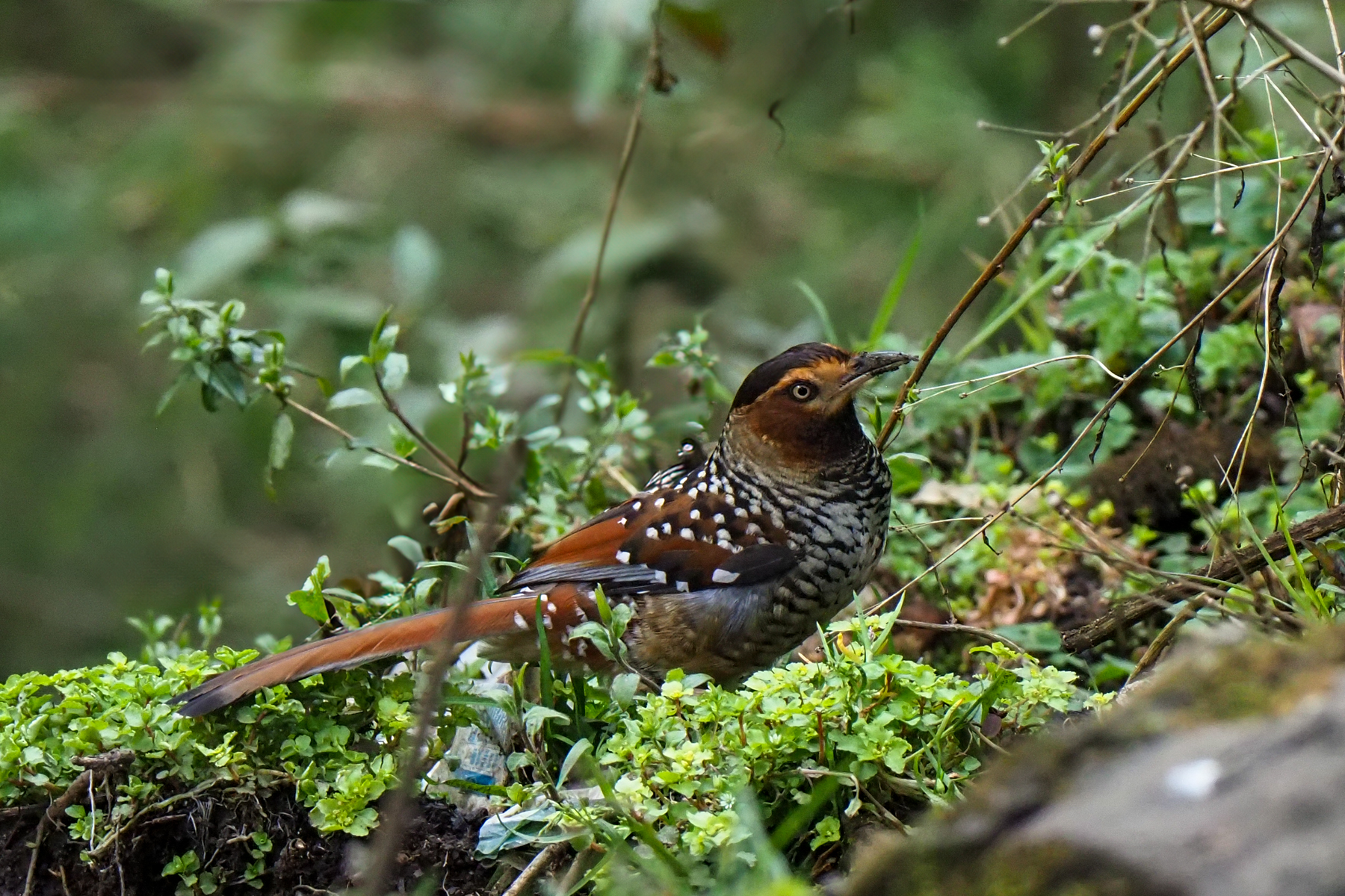 Spotted Laughingthrush (image by Dave Farrow)