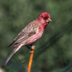 Streaked Rosefinch (image by Gary Howard)