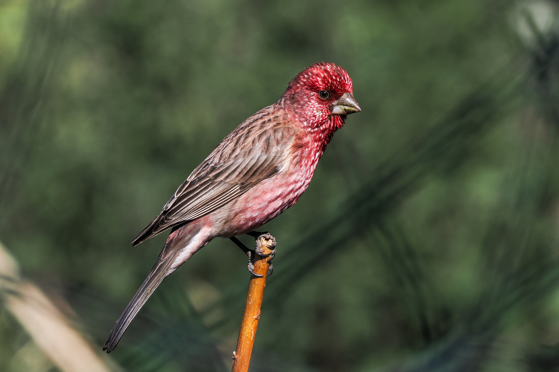 Streaked Rosefinch (image by Gary Howard)