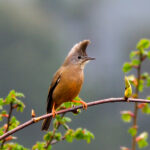 Stripe-throated Yuhina (image by Dave Farrow)