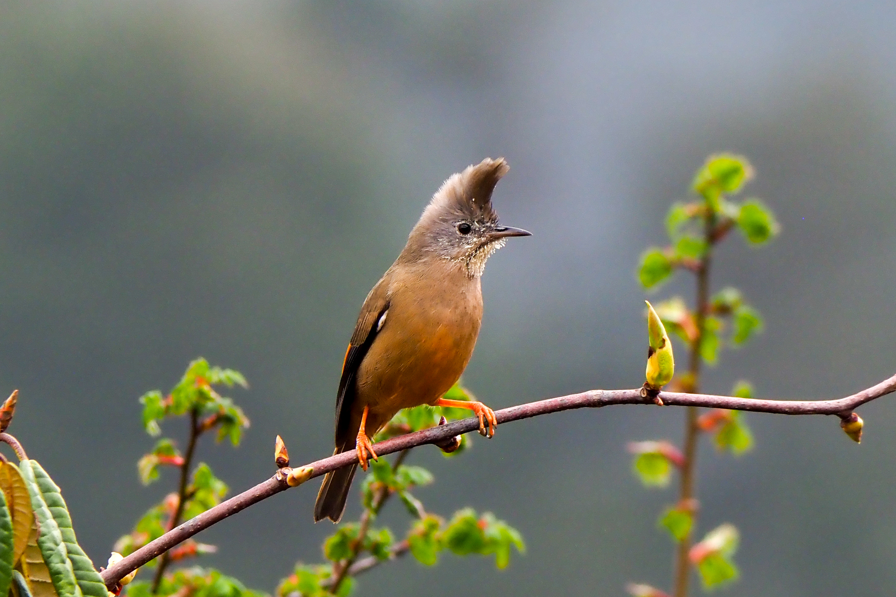 Stripe-throated Yuhina (image by Dave Farrow)