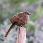 Tibetan Babax (image by Hannu Jännes)