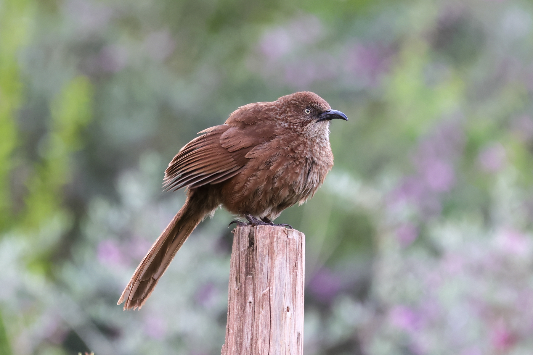 Tibetan Babax (image by Hannu Jännes)