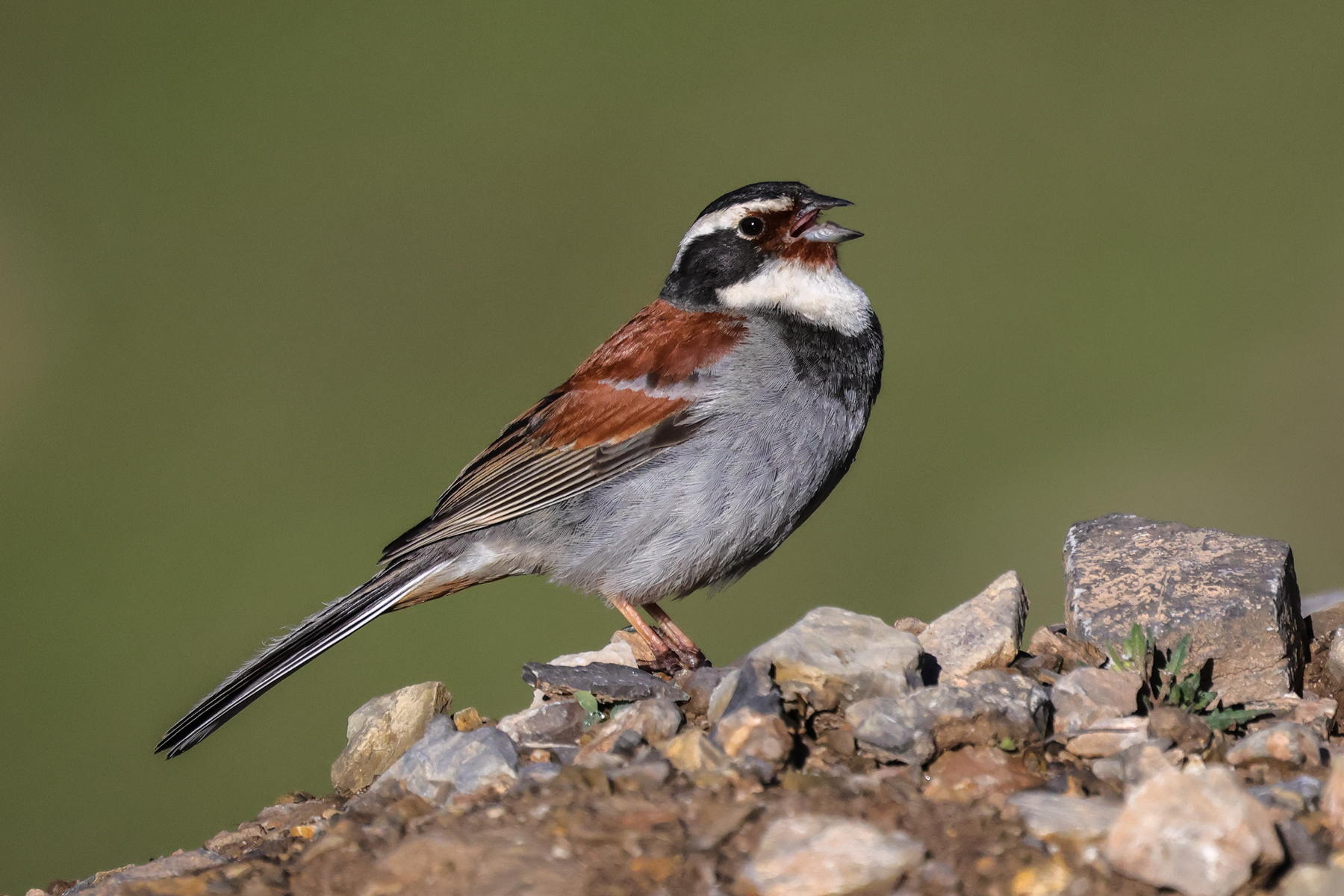 Tibetan Bunting (image by Hannu Jännes)
