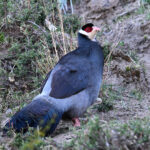 Tibetan Eared Pheasant (image by Paul Matson)