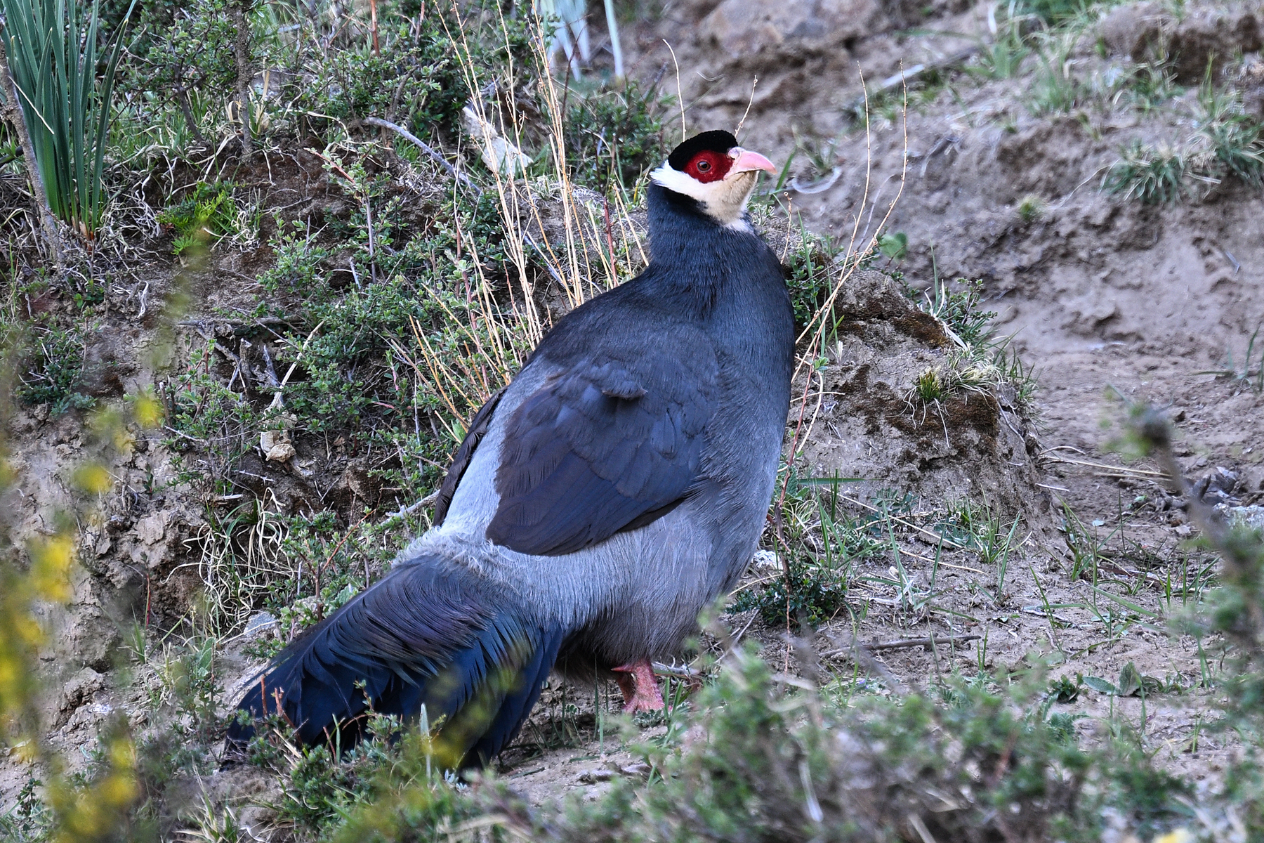 Tibetan Eared Pheasant (image by Paul Matson)