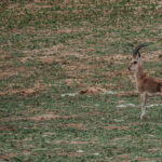 Tibetan Gazelles (image by Gary Howard)
