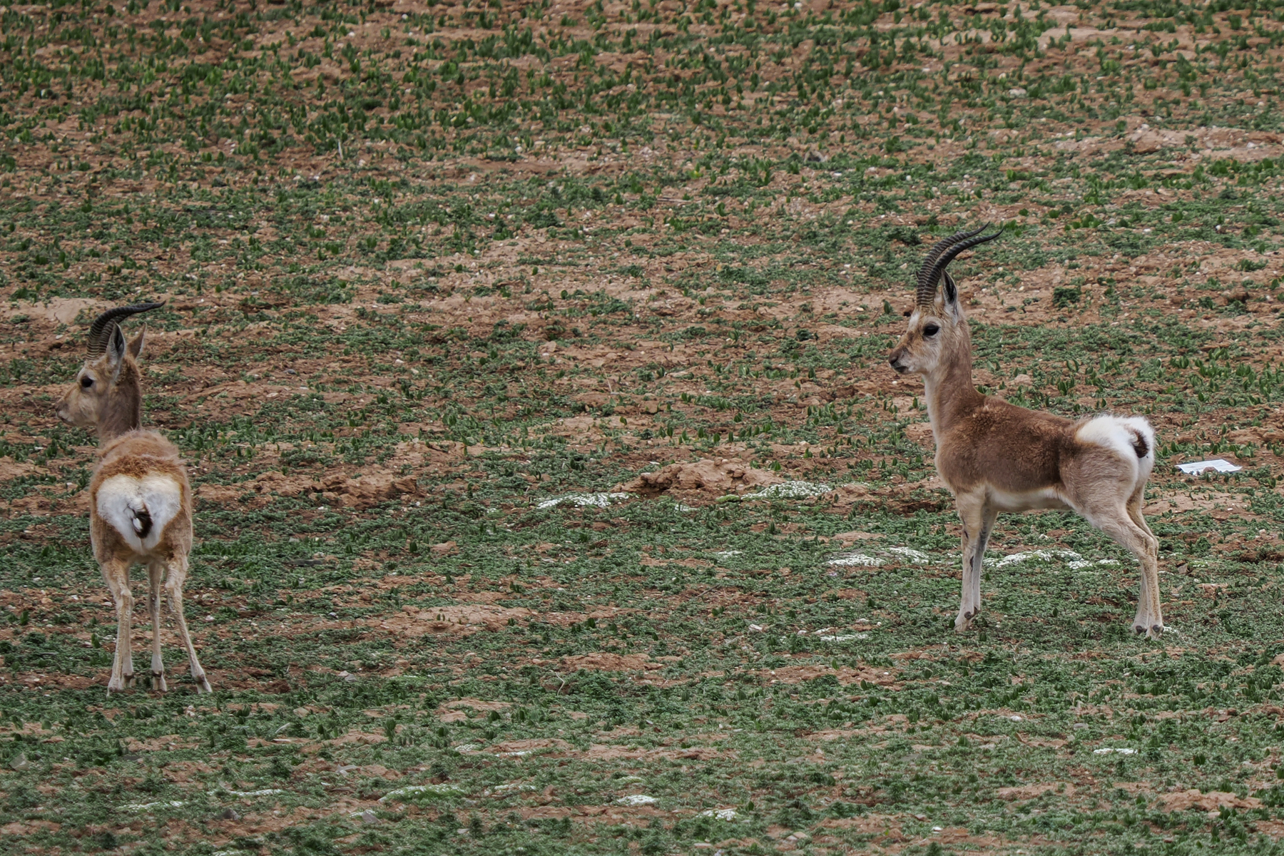 Tibetan Gazelles (image by Gary Howard)