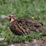 Tibetan Partridge (image by Hannu Jännes)