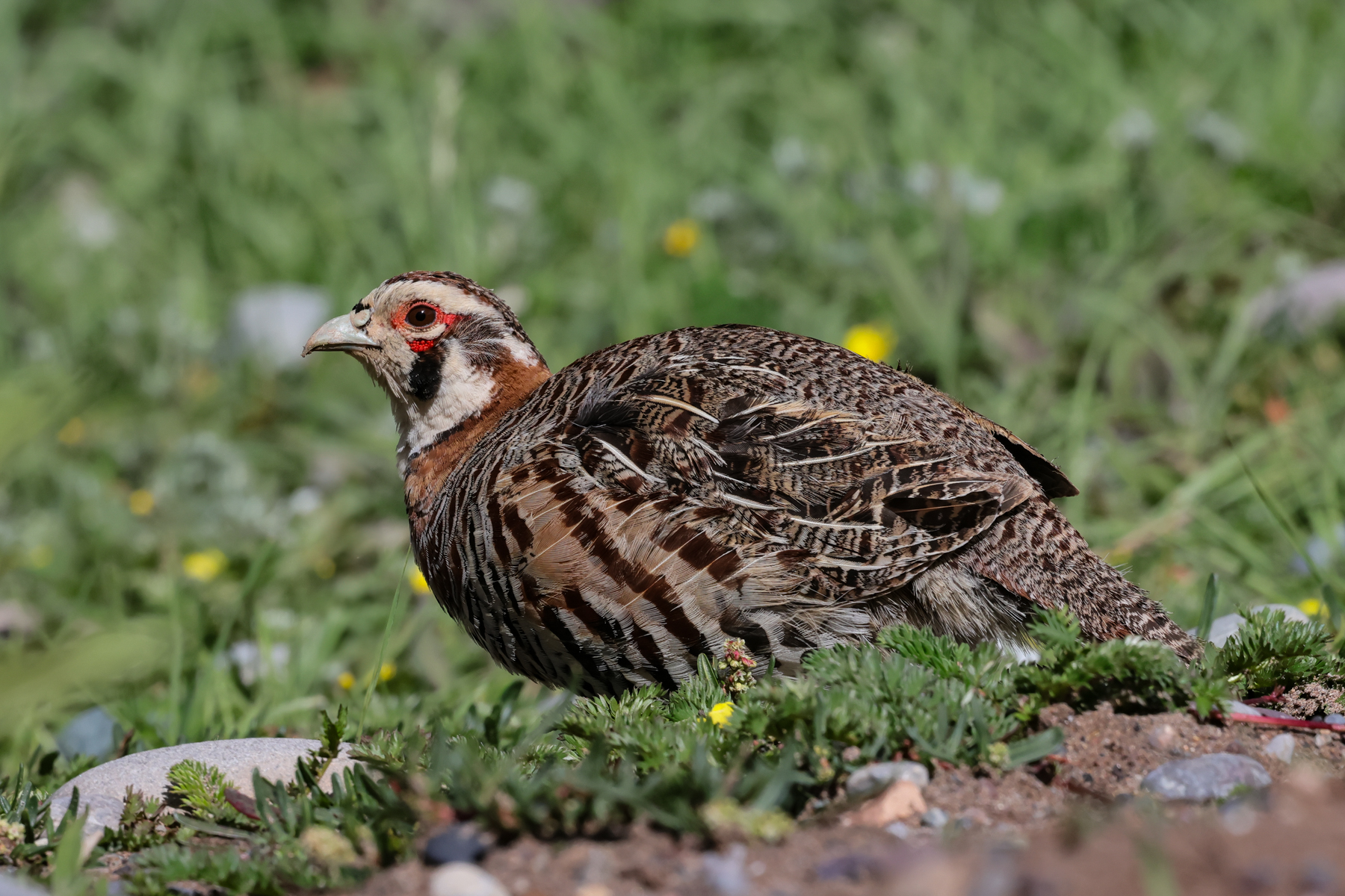 Tibetan Partridge (image by Hannu Jännes)