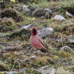 Tibetan Rosefinch (image by Gary Howard)