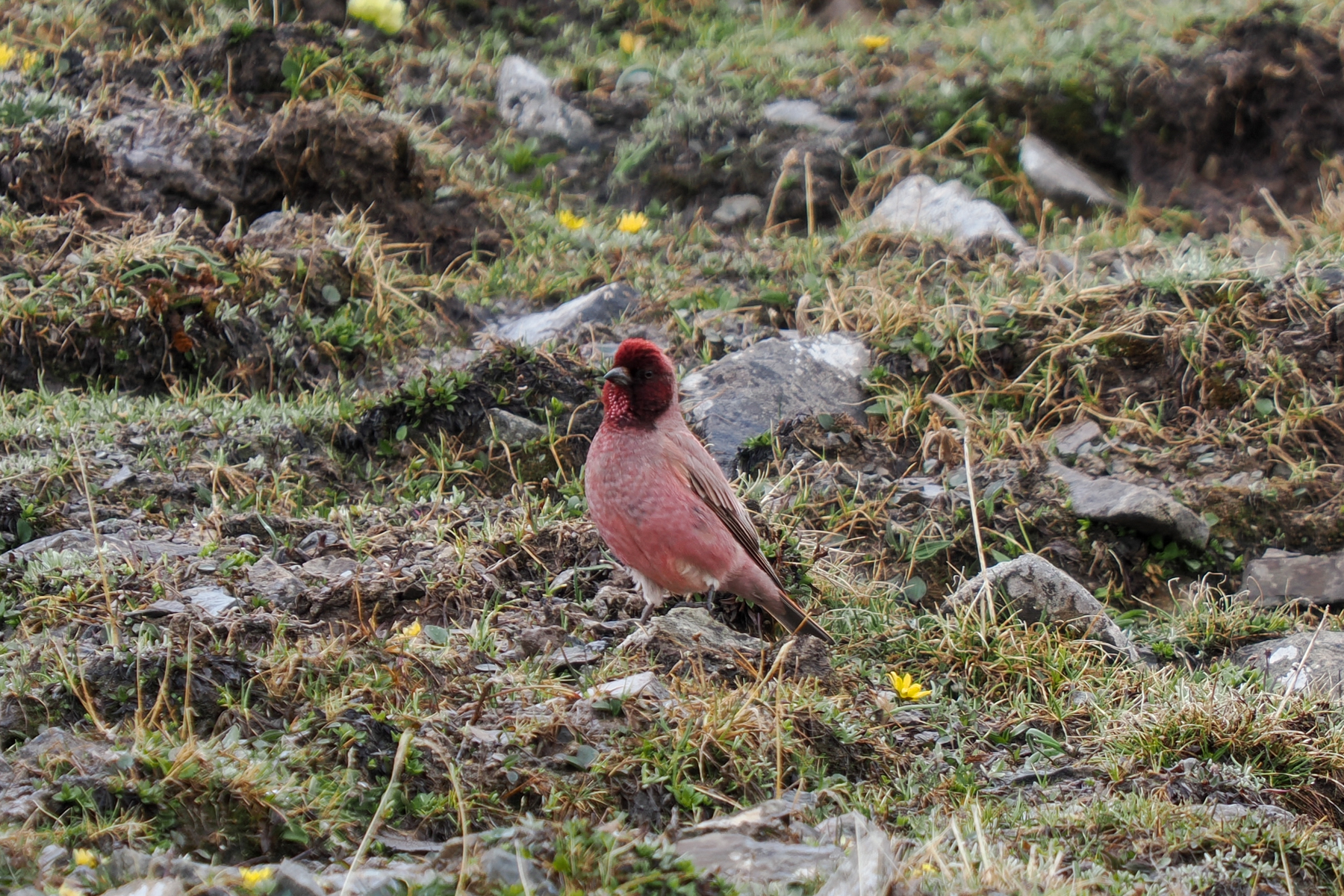 Tibetan Rosefinch (image by Gary Howard)