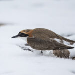 Tibetan Sand Plover (image by Alec Gillespie)