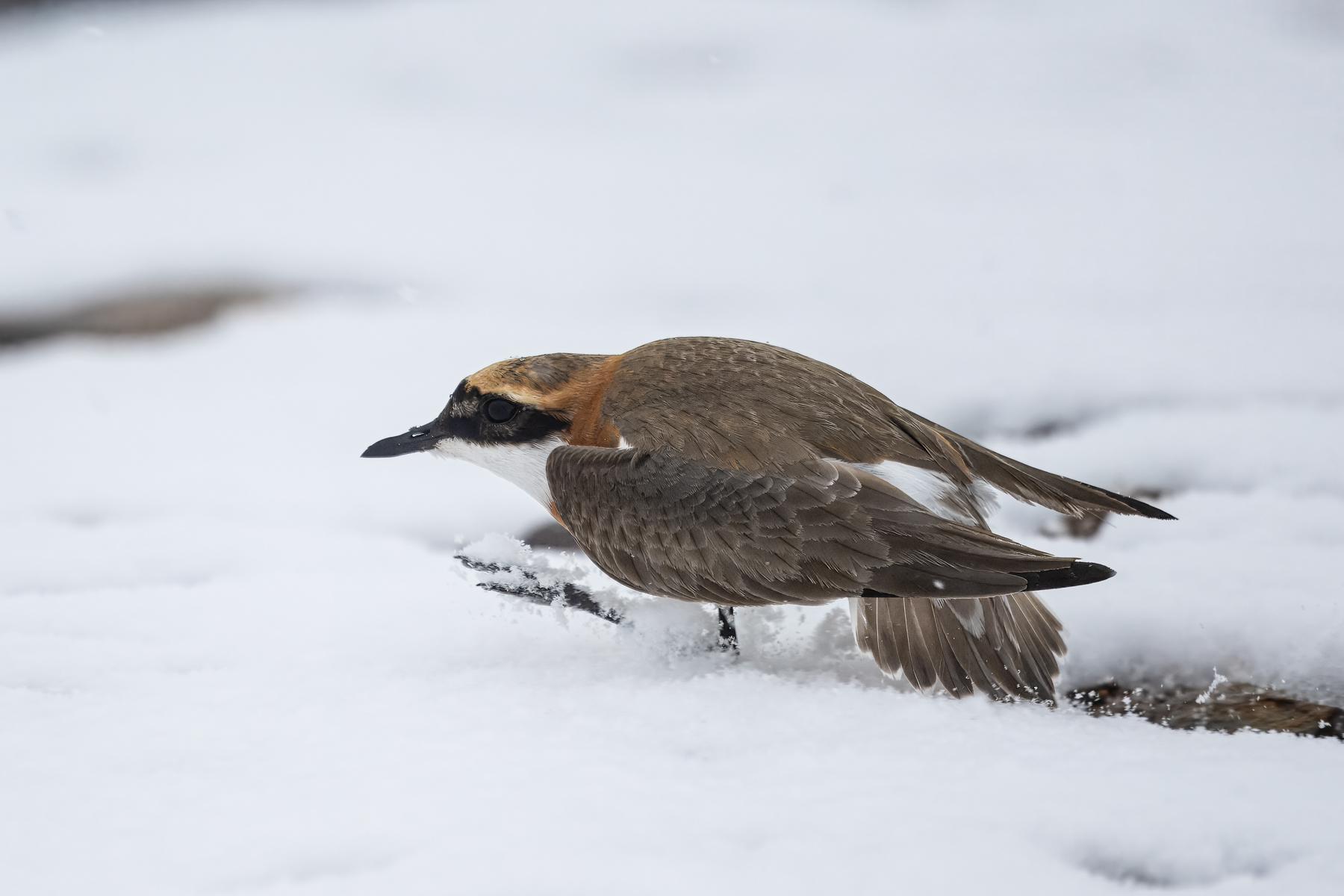 Tibetan Sand Plover (image by Alec Gillespie)