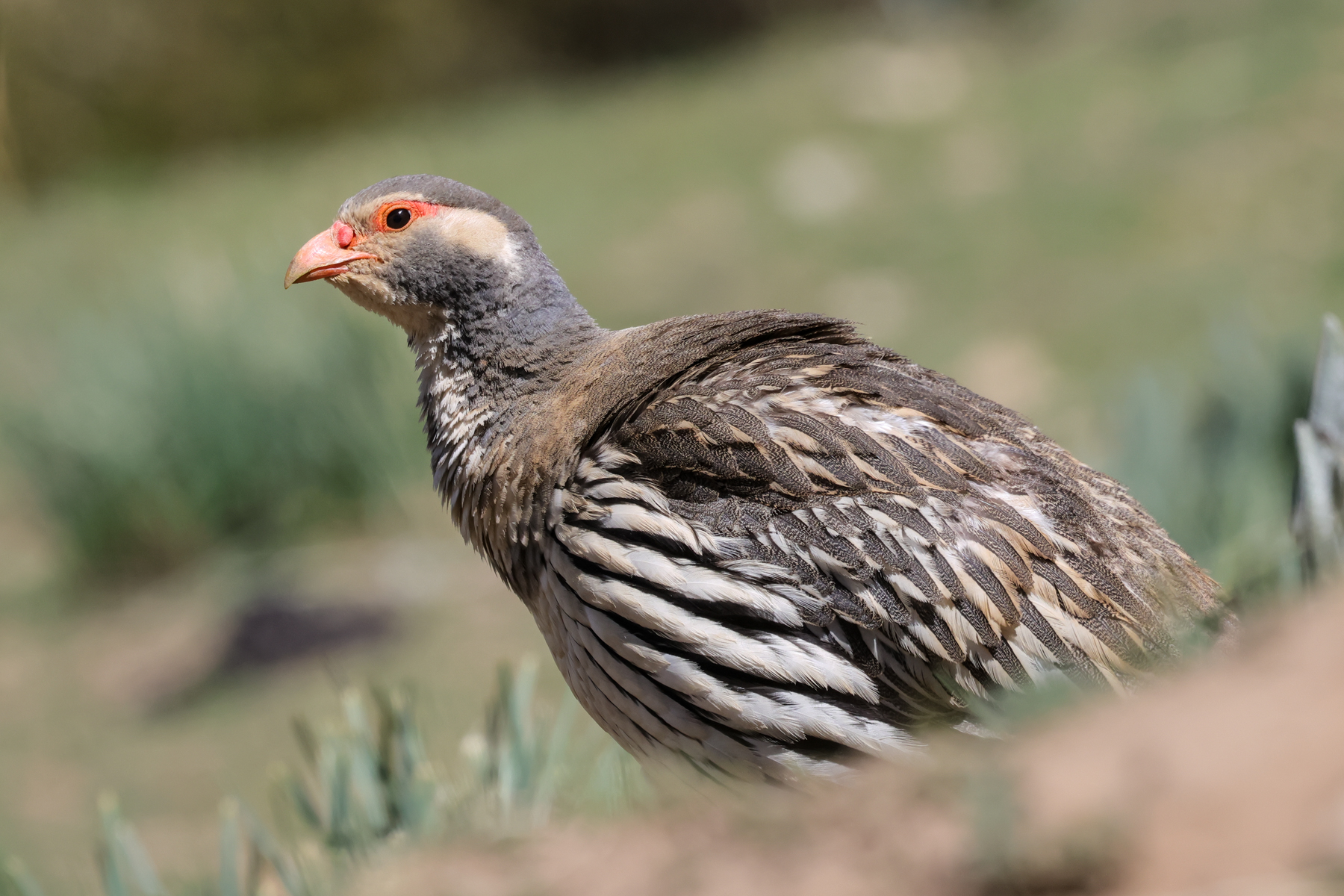 Tibetan Snowcock (image by Hannu Jännes)