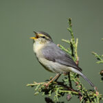 Tickell's Leaf Warbler (image by Alec Gillespie)