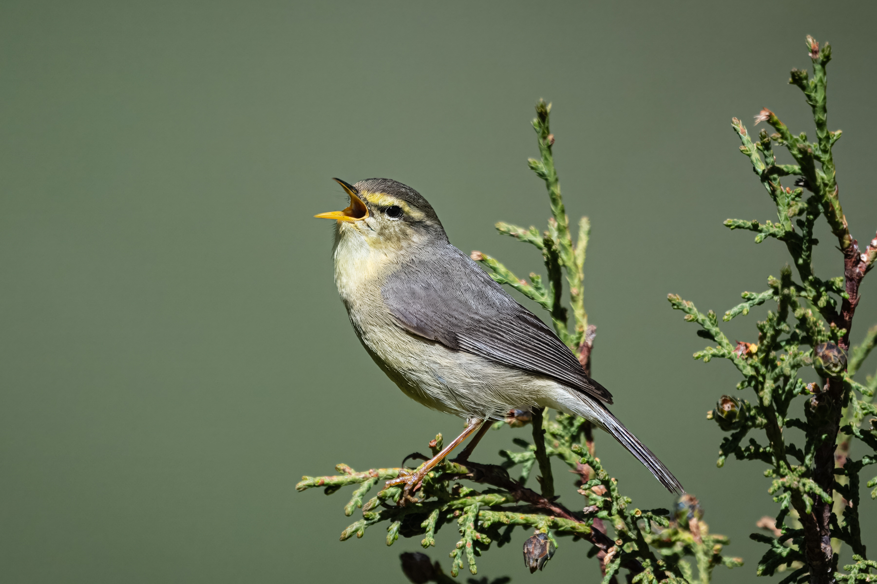 Tickell's Leaf Warbler (image by Alec Gillespie)