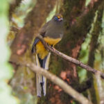 Ward's Trogon (image by Dave Farrow)