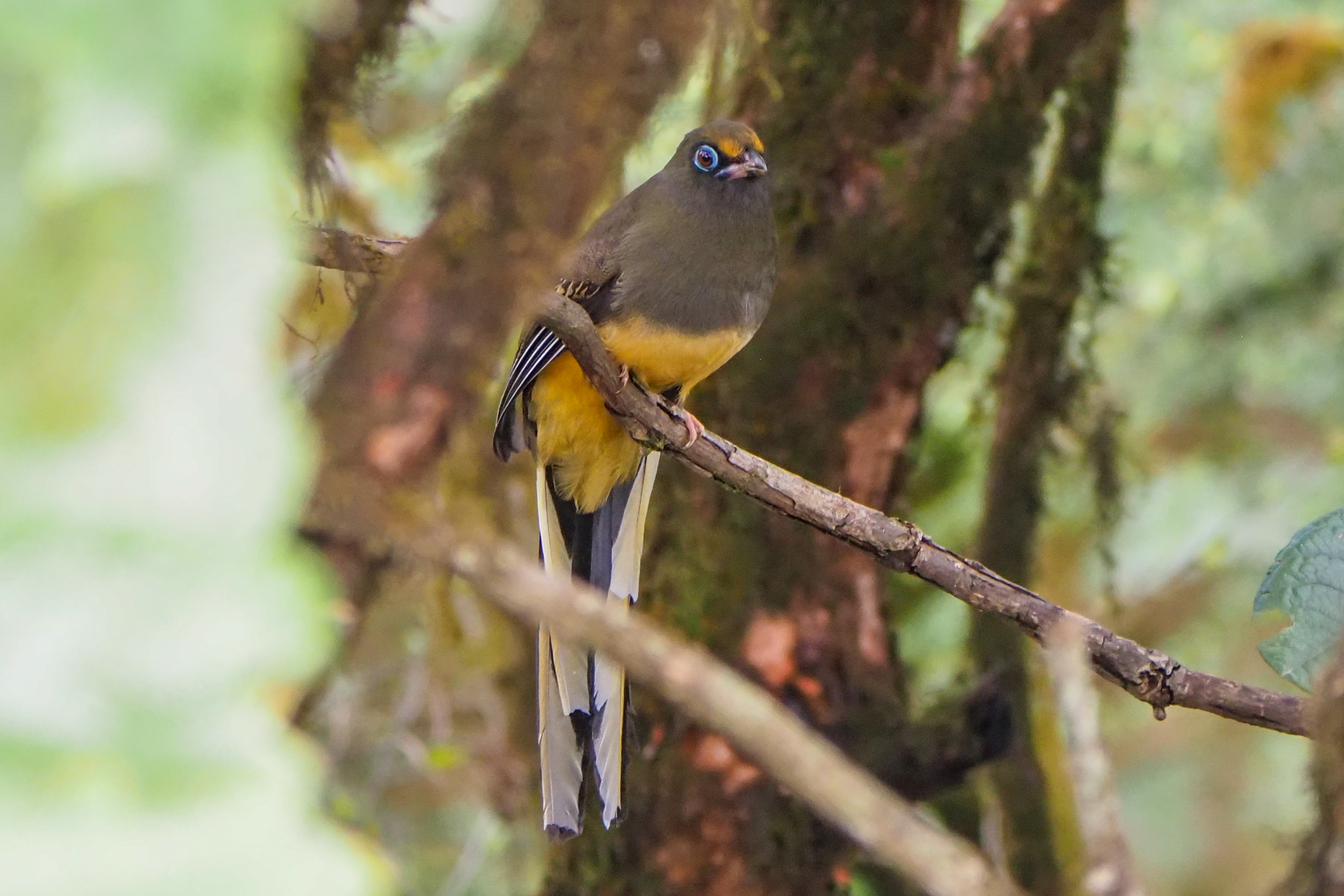 Ward's Trogon (image by Dave Farrow)