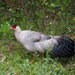 White Eared Pheasant (image by Gary Howard)