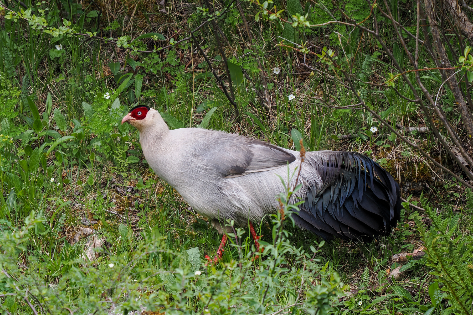 White Eared Pheasant (image by Gary Howard)