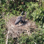 White-bellied Herons (image by Dave Farrow)