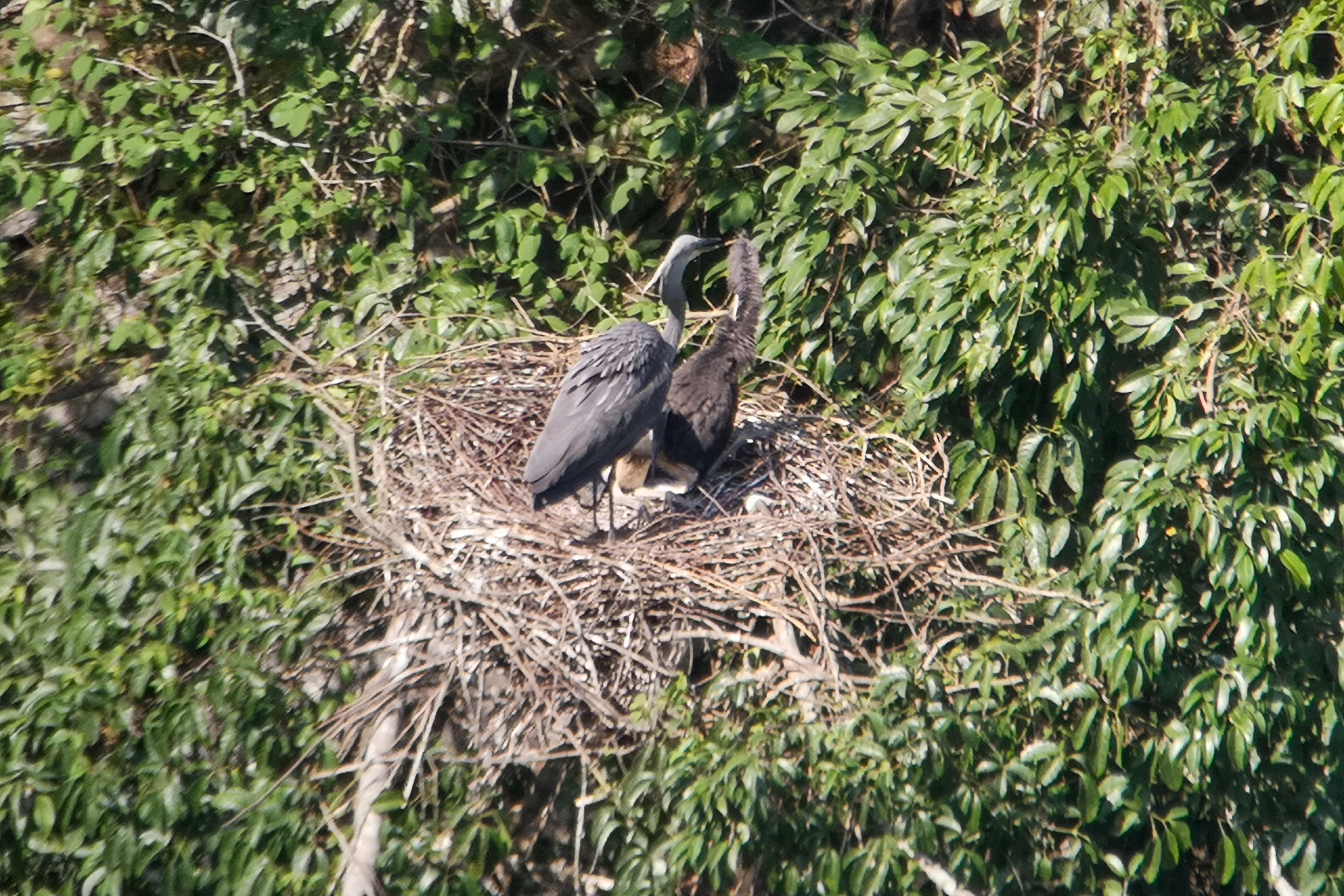 White-bellied Herons (image by Dave Farrow)