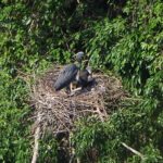 White-bellied Herons (image by Dave Farrow)