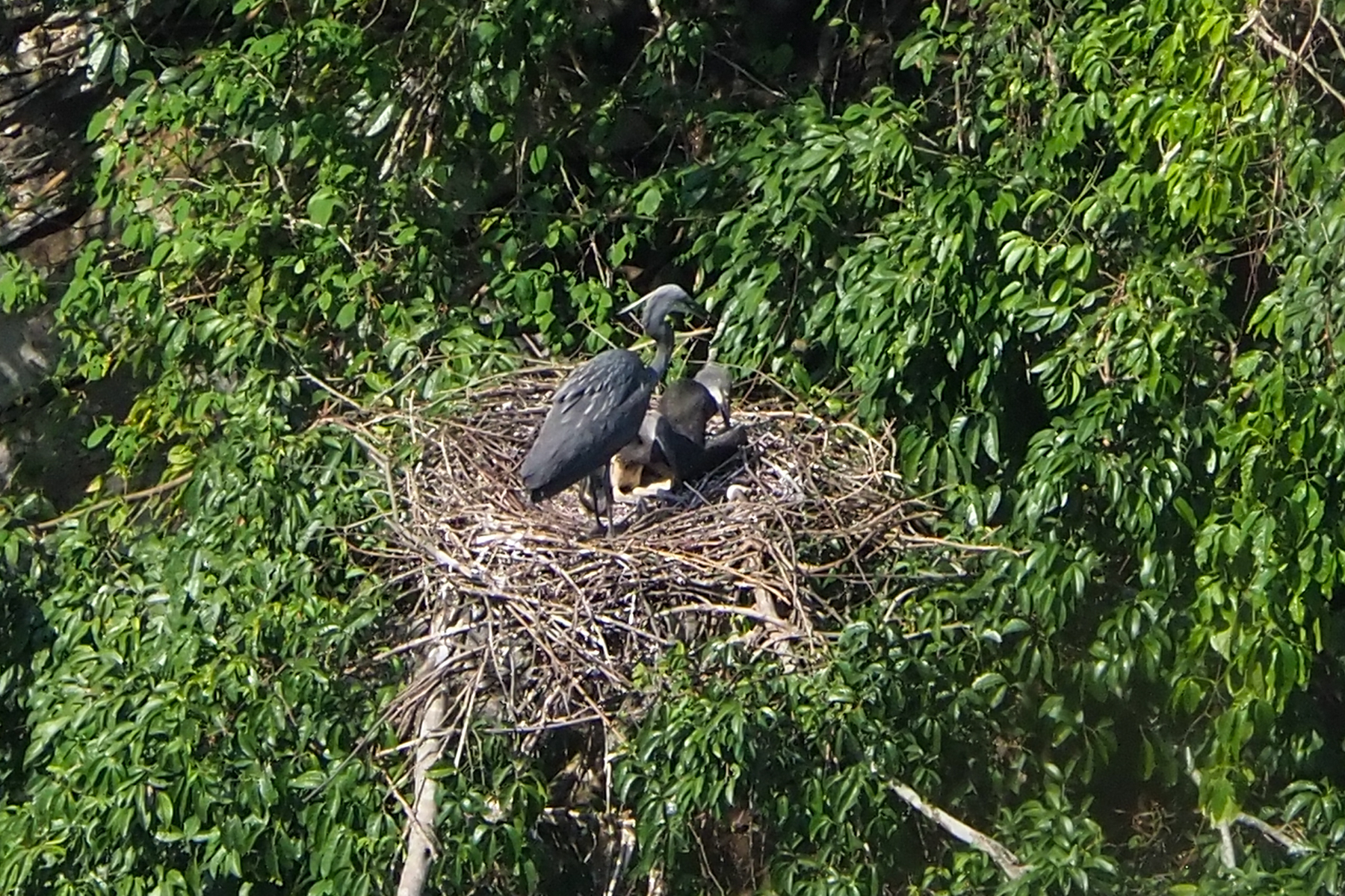 White-bellied Herons (image by Dave Farrow)