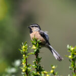 White-browed Tit (image by Gary Howard)