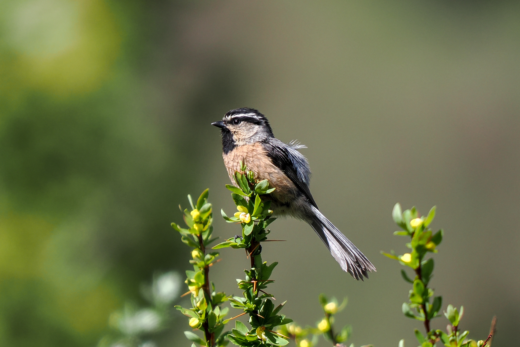 White-browed Tit (image by Gary Howard)