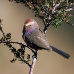White-browed Tit-warbler (image by Gary Howard)