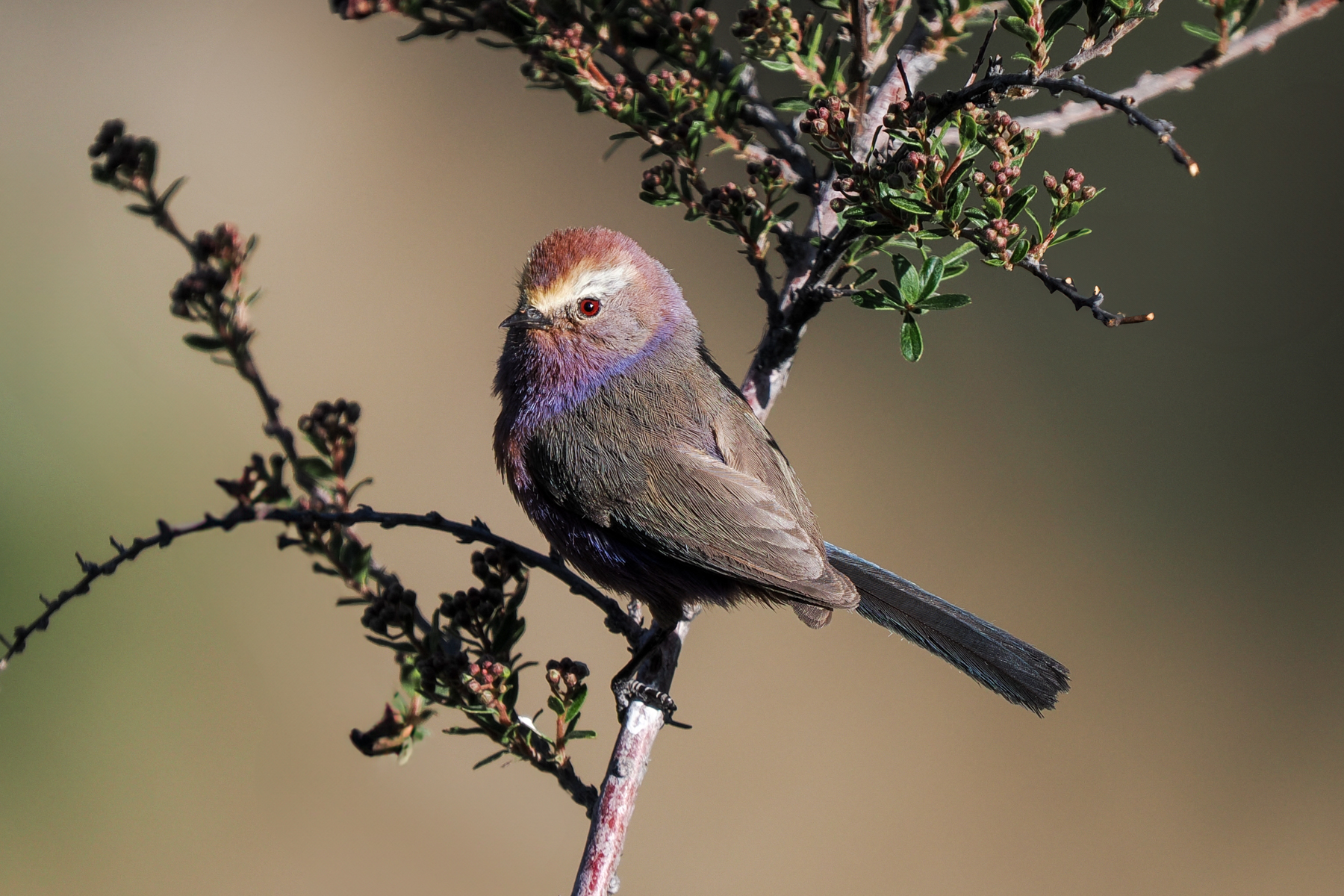 White-browed Tit-warbler (image by Gary Howard)