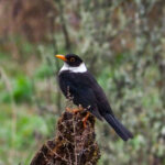White-collared Blackbird (image by Dave Farrow)