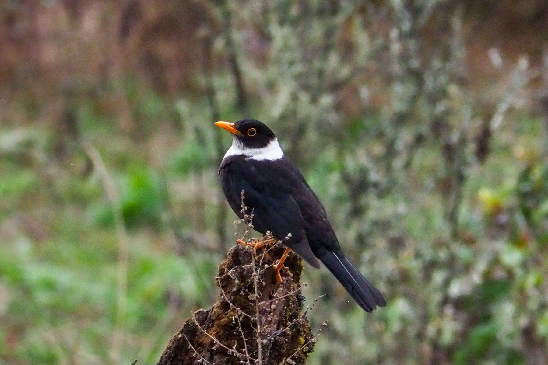 White-collared Blackbird (image by Dave Farrow)