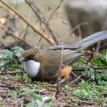 White-throated Laughingthrush (image by Dave Farrow)