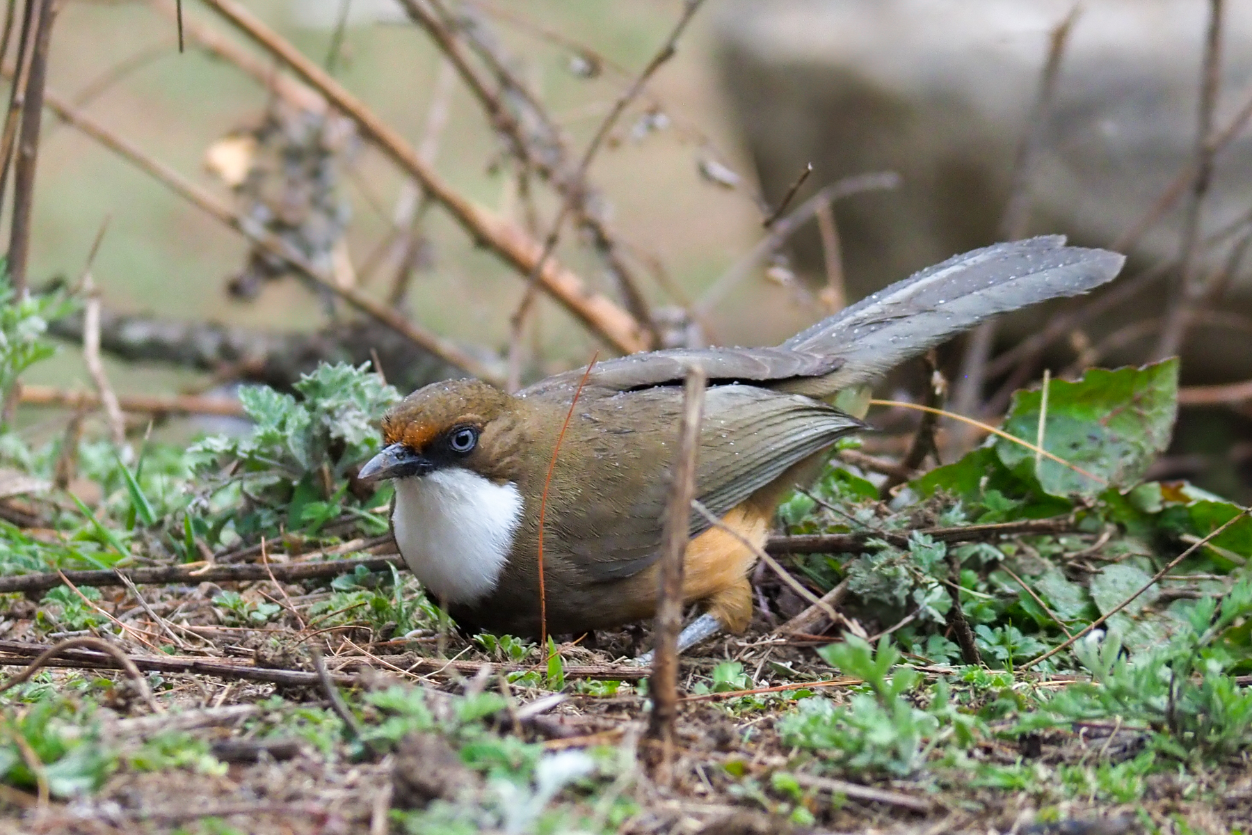 White-throated Laughingthrush (image by Dave Farrow)