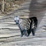 African Civet (image by Bjorn Andersson)