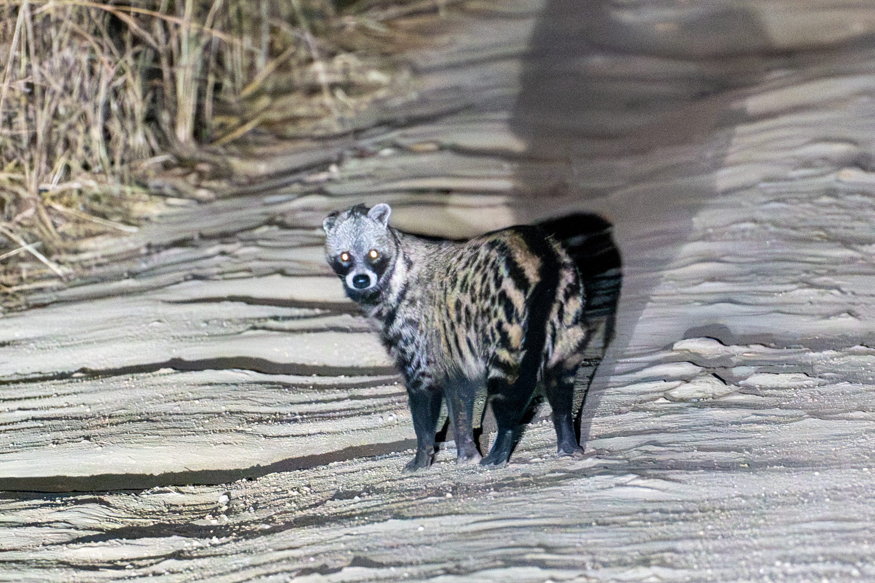 African Civet (image by Bjorn Andersson)