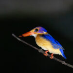 African Pygmy Kingfisher (image by Bjorn Andersson)